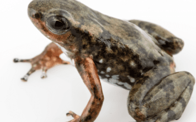 If the frogs should win